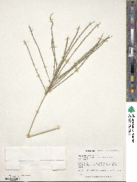 Digitaria eriantha image