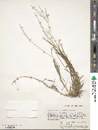 Image of Digitaria abyssinica