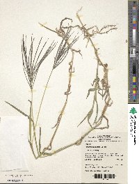 Digitaria sanguinalis image