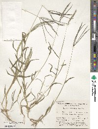 Digitaria sanguinalis image