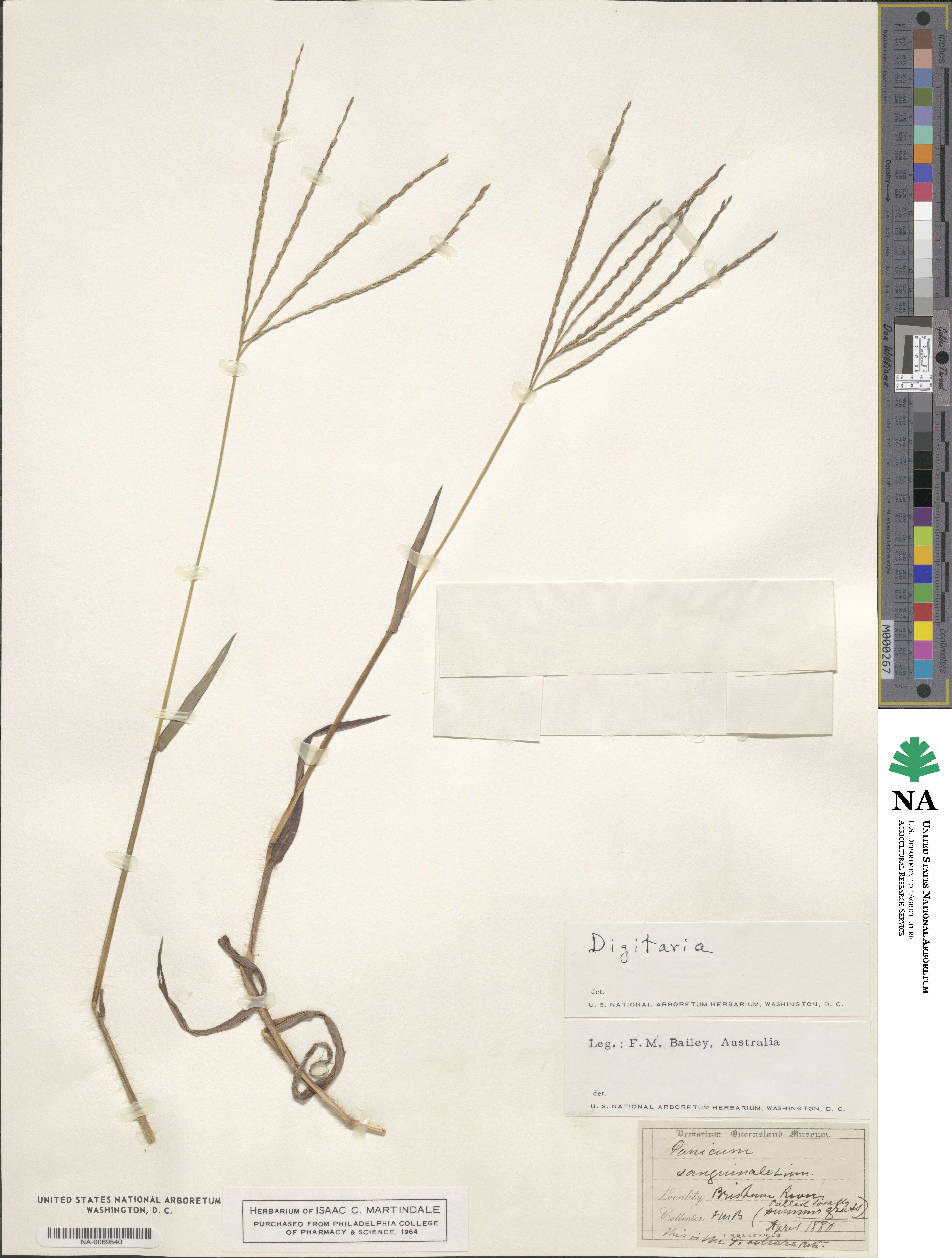 Digitaria sanguinalis image
