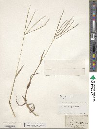 Digitaria sanguinalis image