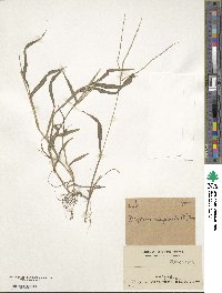 Digitaria sanguinalis image