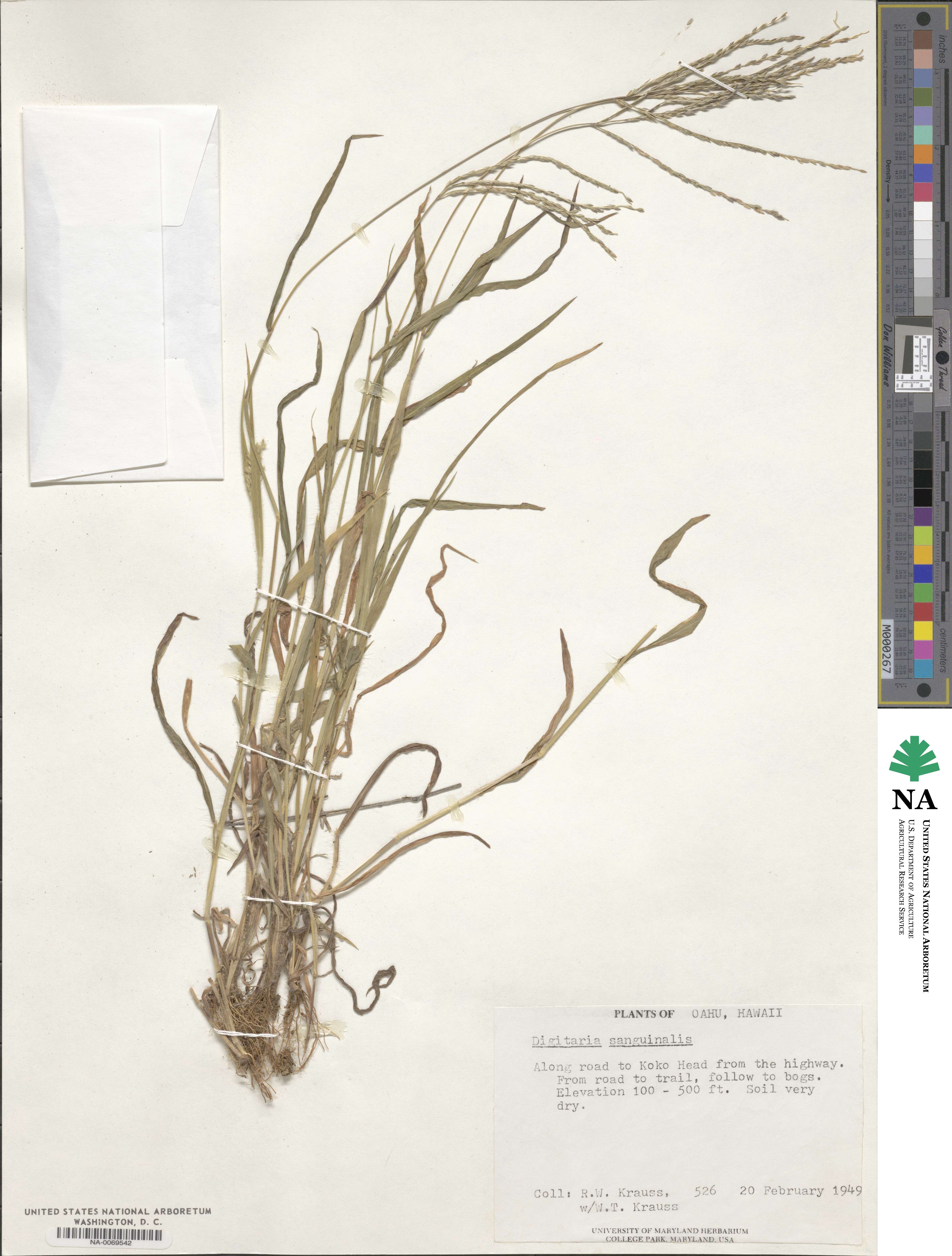 Digitaria sanguinalis image