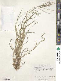 Digitaria sanguinalis image