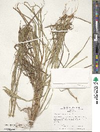 Digitaria eriantha image