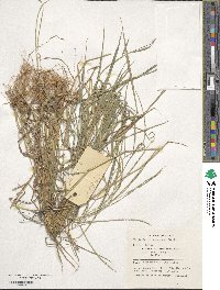 Digitaria eriantha image