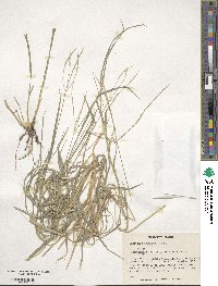 Digitaria eriantha image