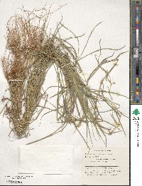 Digitaria eriantha image