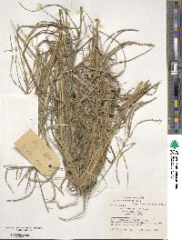 Digitaria eriantha image