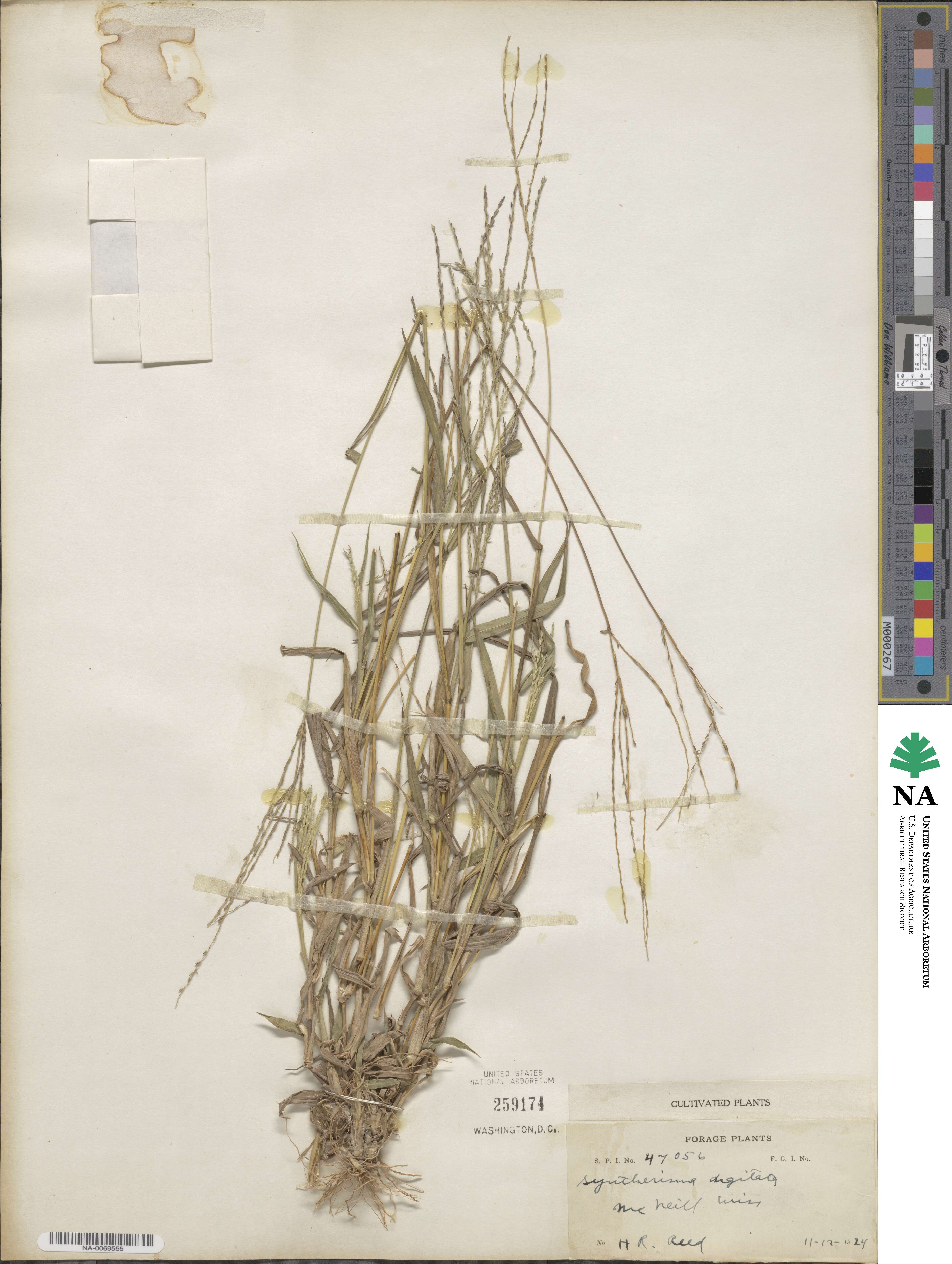 Digitaria nuda image