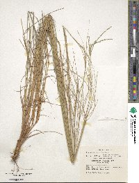 Digitaria eriantha image