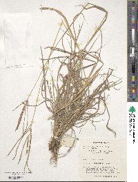 Digitaria eriantha image