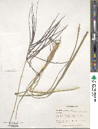 Digitaria eriantha image