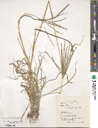 Digitaria eriantha image