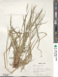 Digitaria eriantha image