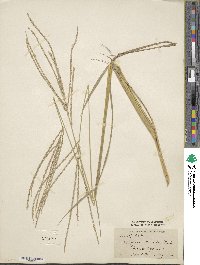 Digitaria eriantha image