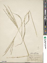 Digitaria eriantha image