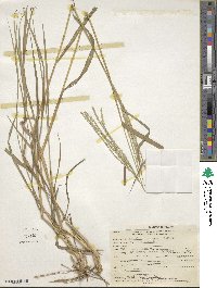 Digitaria gazensis image