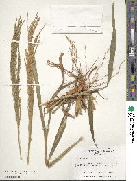 Digitaria insularis image