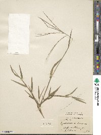 Digitaria ischaemum image