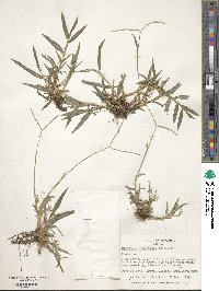 Digitaria longiflora image