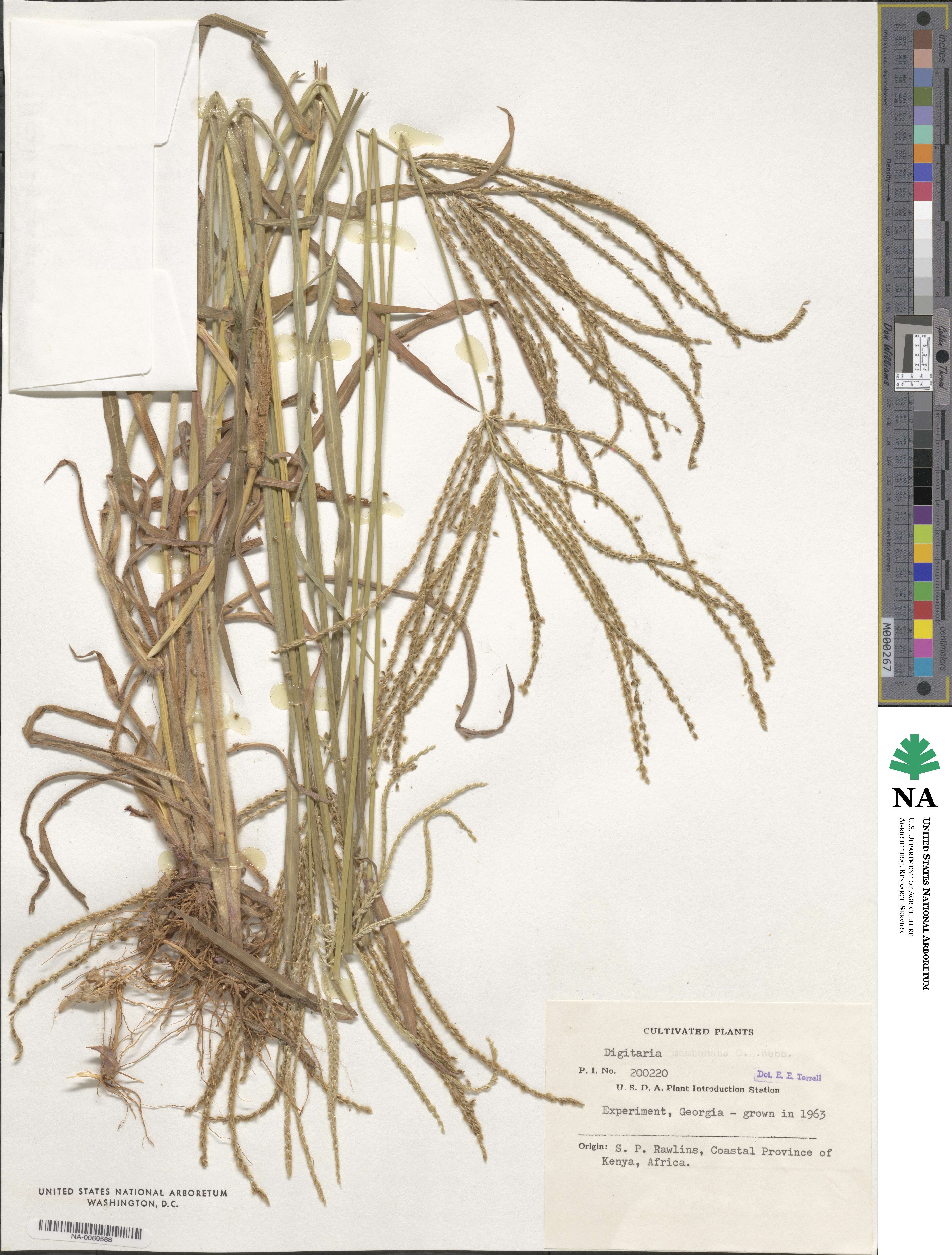 Digitaria milanjiana image