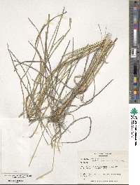 Digitaria natalensis image