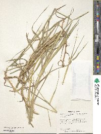 Digitaria natalensis image