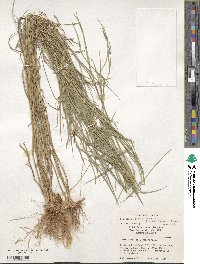 Digitaria eriantha image