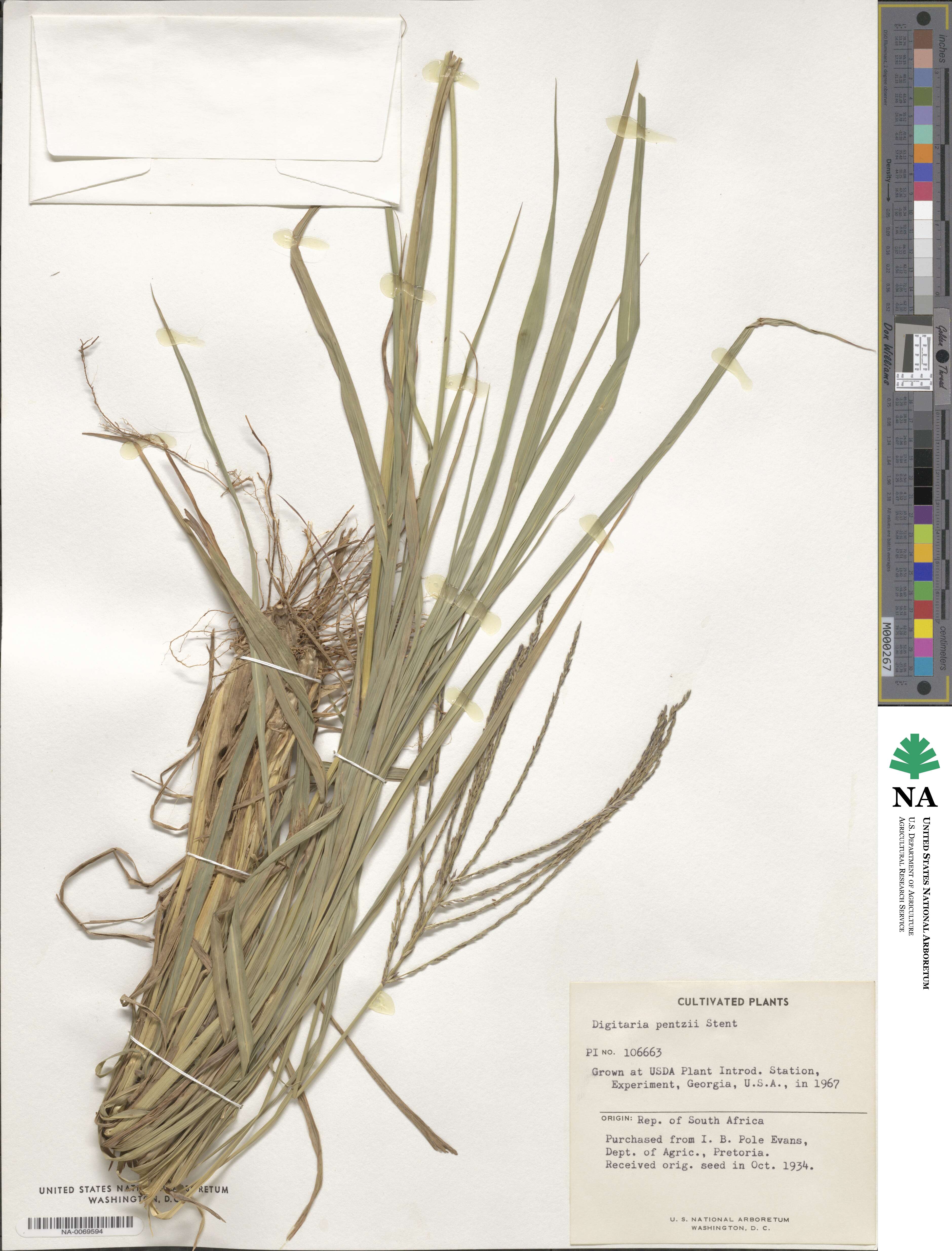 Digitaria eriantha image