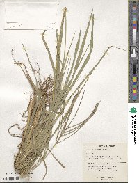 Digitaria eriantha image