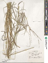 Digitaria eriantha image