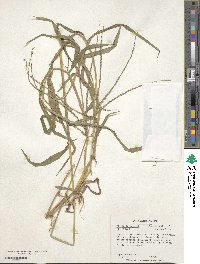 Digitaria eriantha image