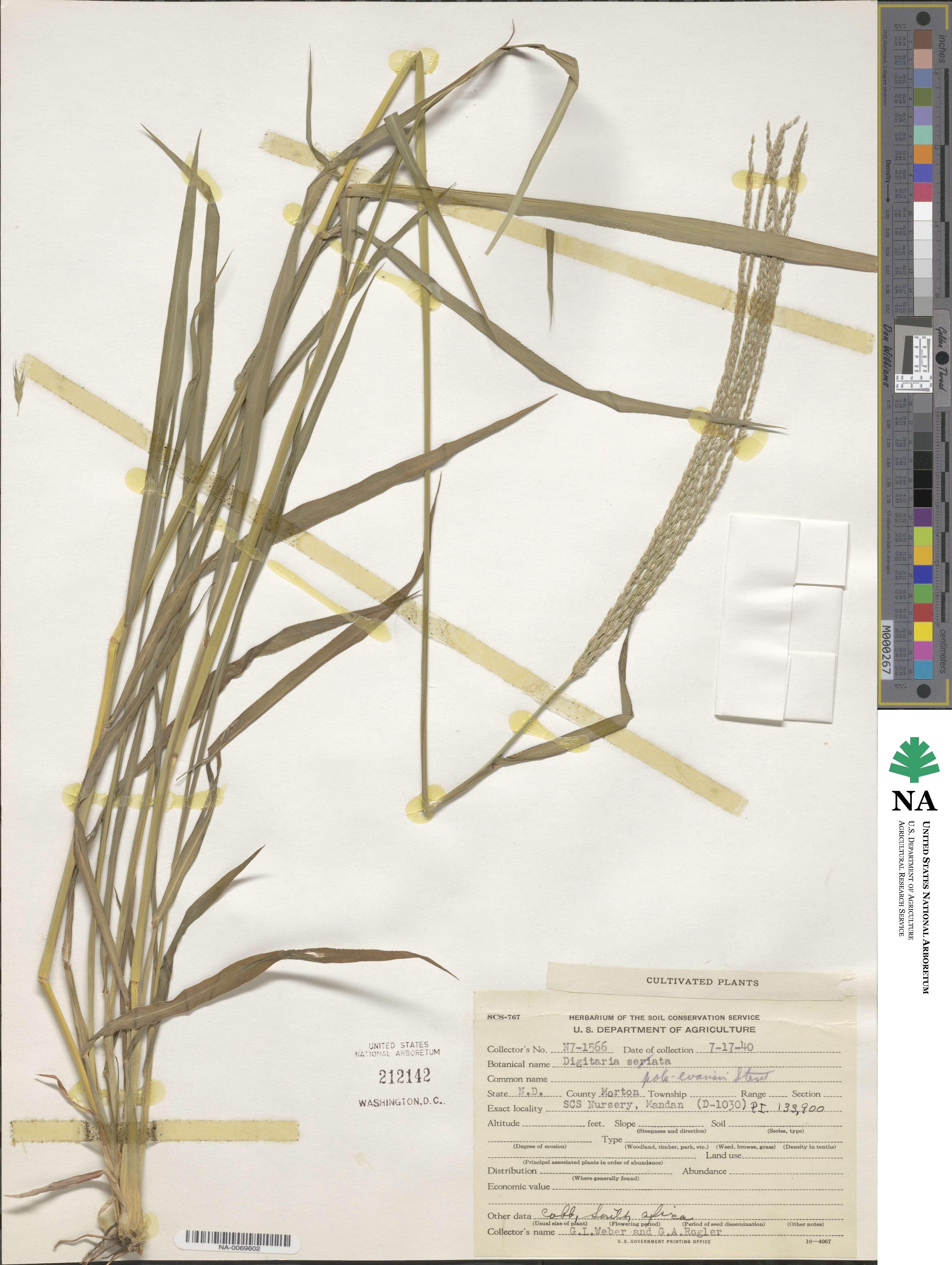 Digitaria eriantha image
