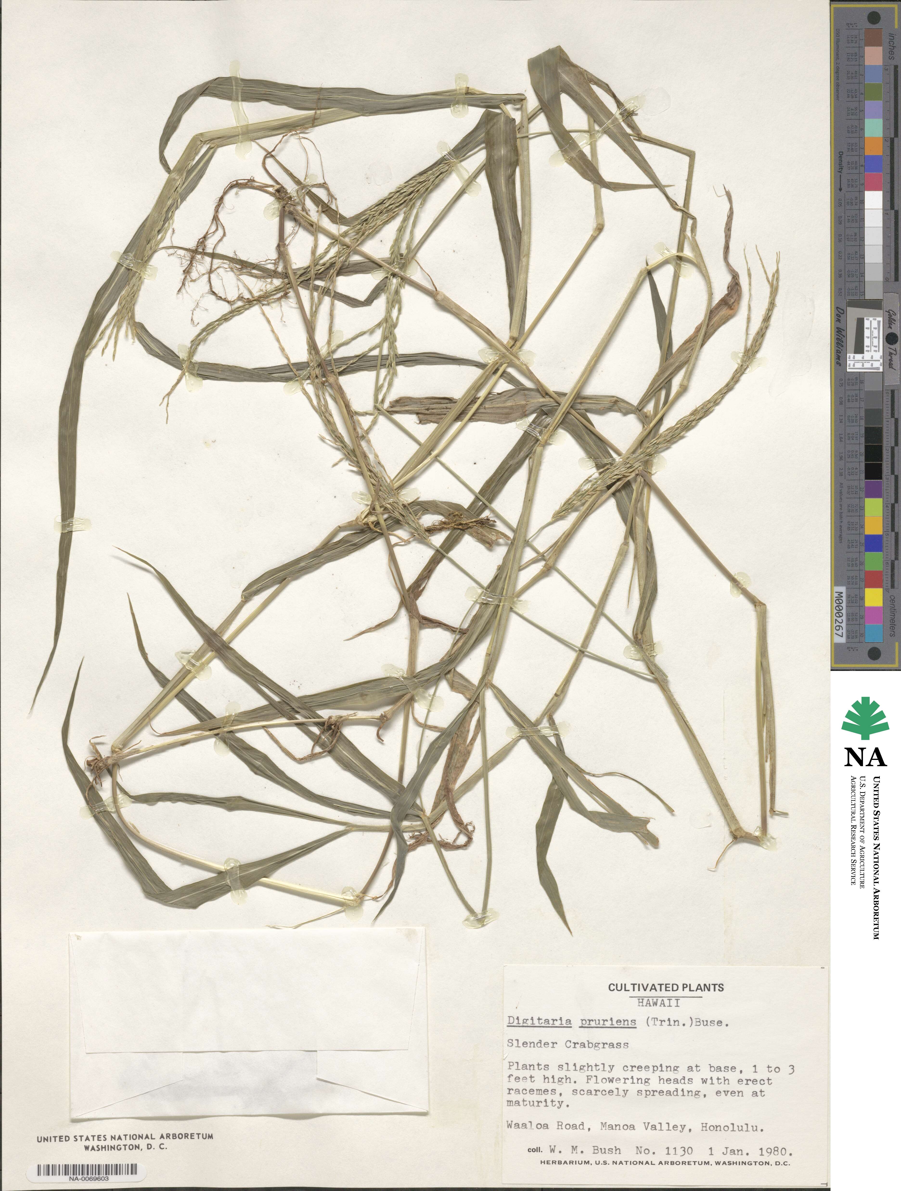 Digitaria setigera image