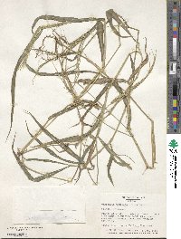 Digitaria setigera image