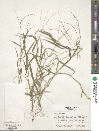 Digitaria sanguinalis image