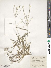 Digitaria sanguinalis image