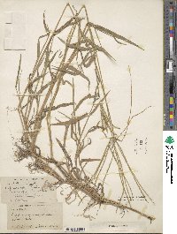 Digitaria sanguinalis image