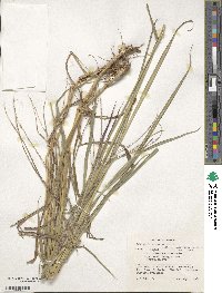 Digitaria eriantha image