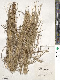 Digitaria eriantha image