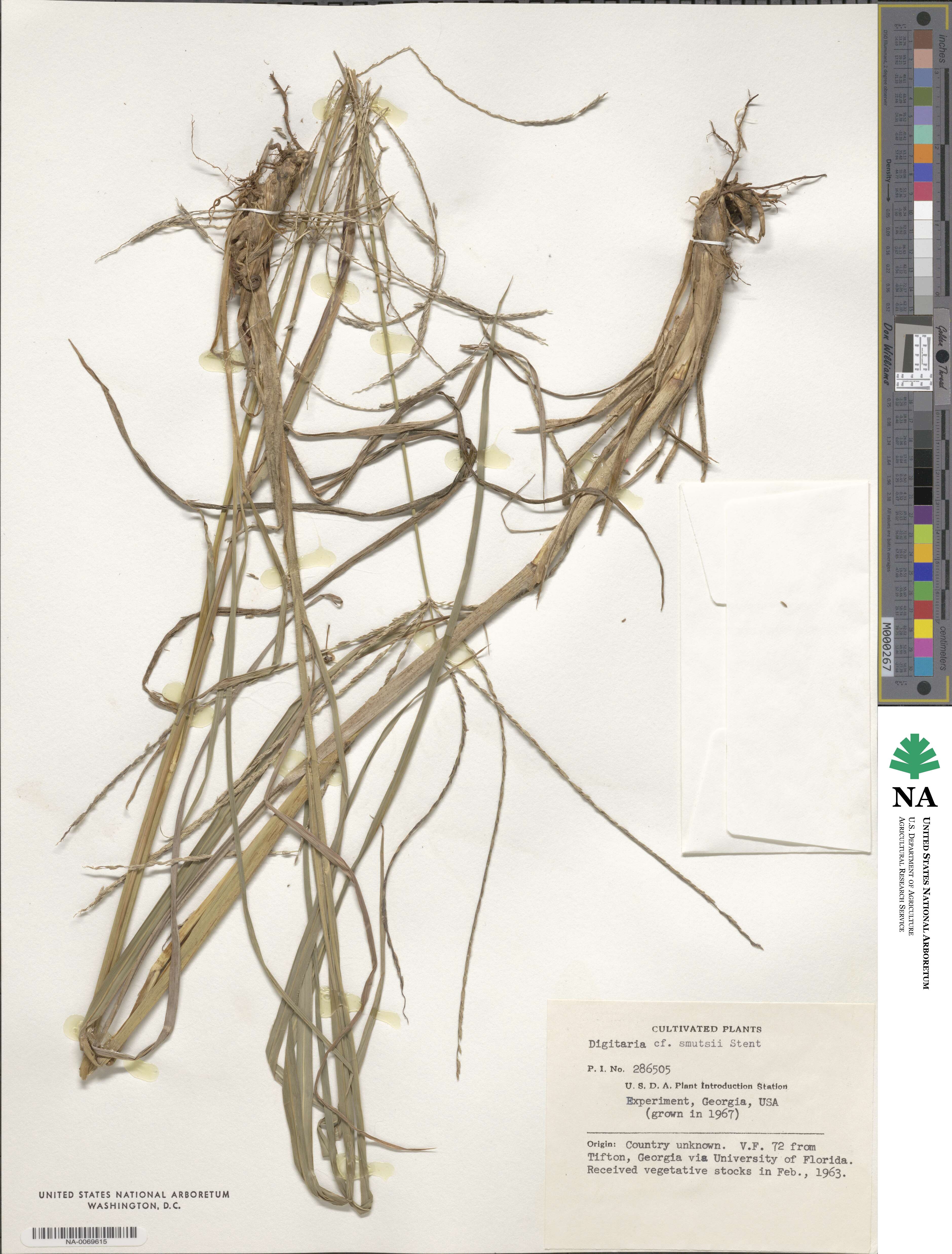 Digitaria eriantha image