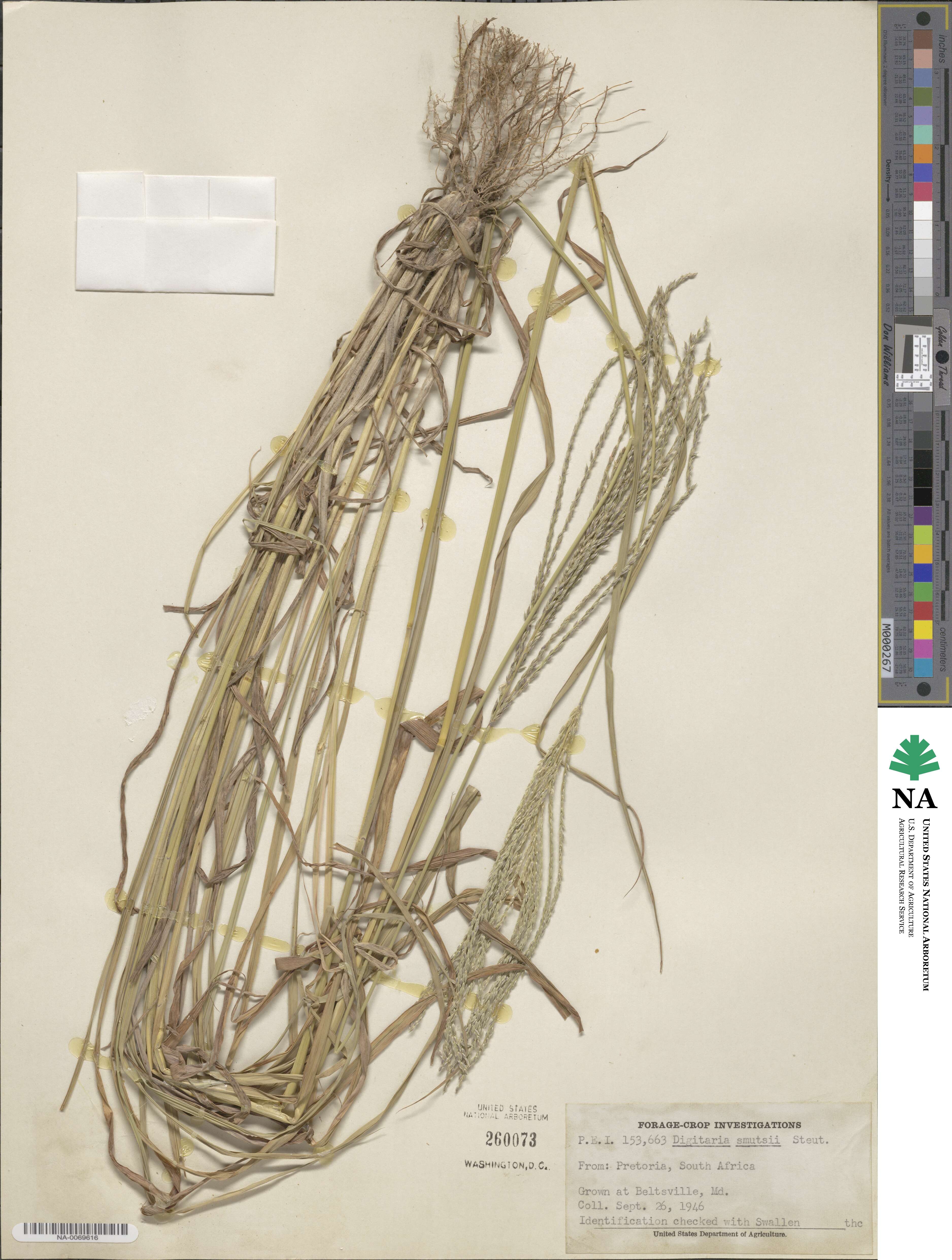 Digitaria eriantha image