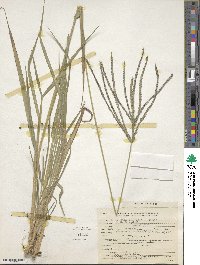 Digitaria eriantha image