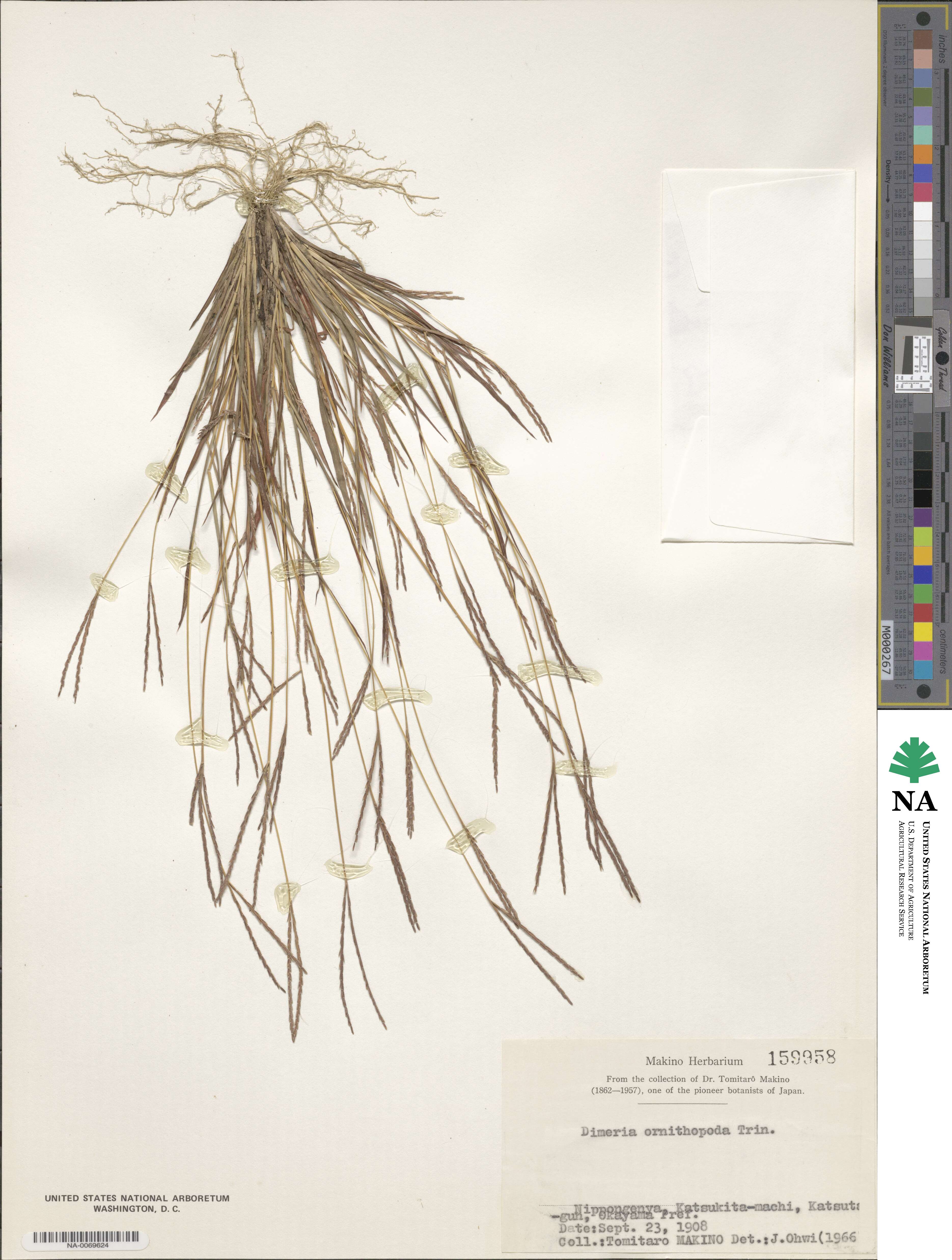 Dimeria ornithopoda image