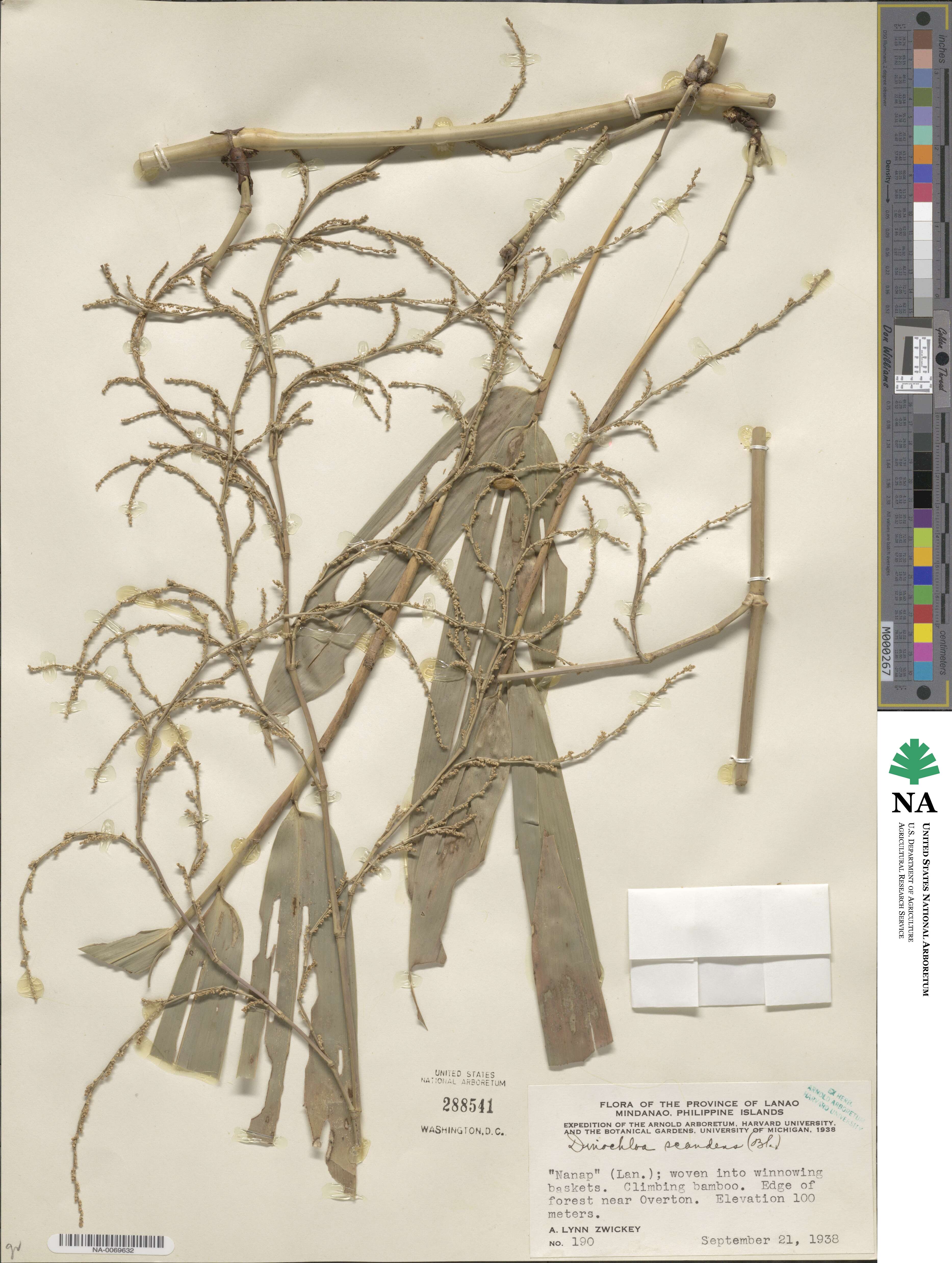 Dinochloa scandens image