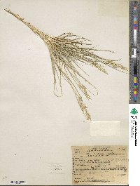 Distichlis spicata image