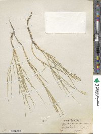 Distichlis spicata image