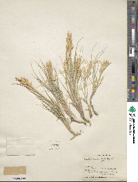 Distichlis spicata image